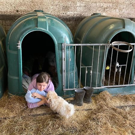 Schlafen Neben Den Kleinen Kalbchen Im Kalberiglu Bingum Buitenkant foto