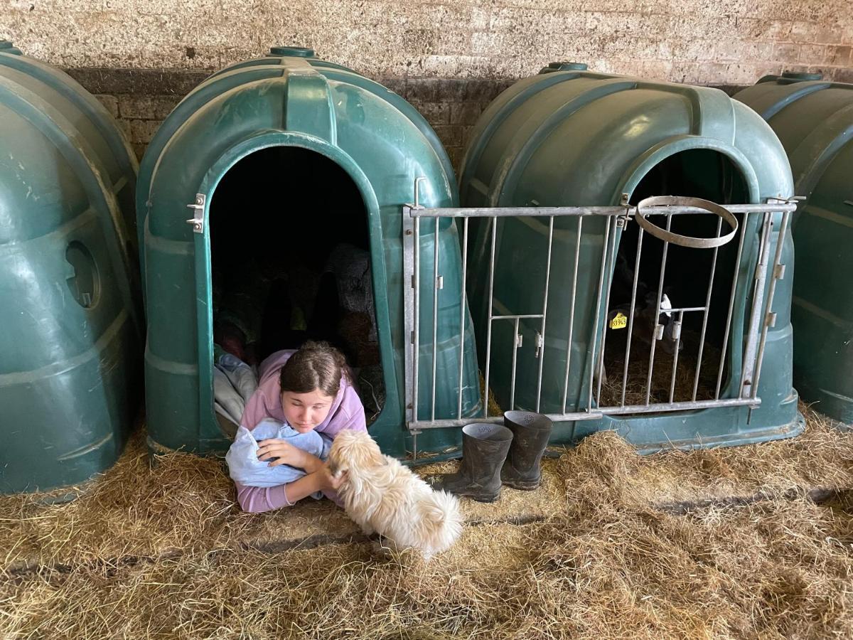 Schlafen Neben Den Kleinen Kaelbchen Im Kaelberiglu Bingum Buitenkant foto