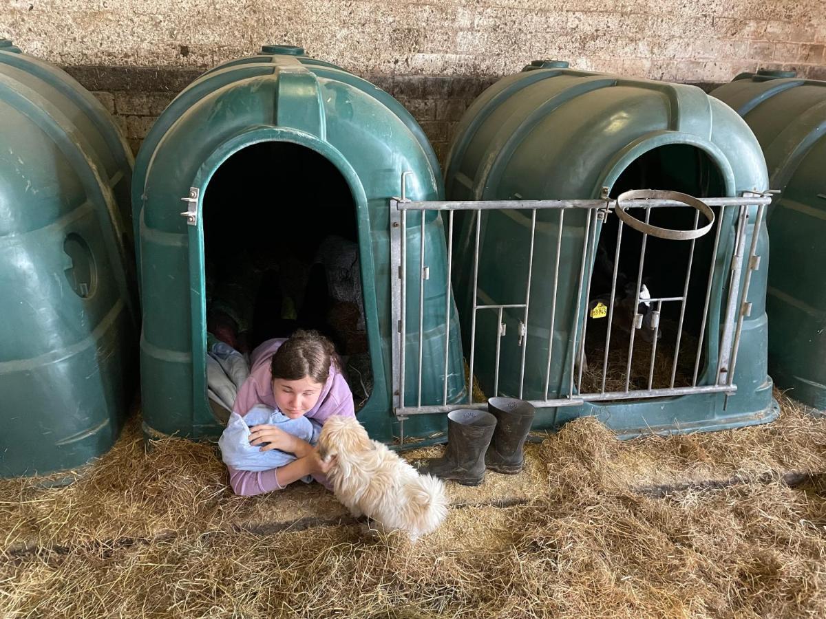 Schlafen Neben Den Kleinen Kalbchen Im Kalberiglu Bingum Buitenkant foto