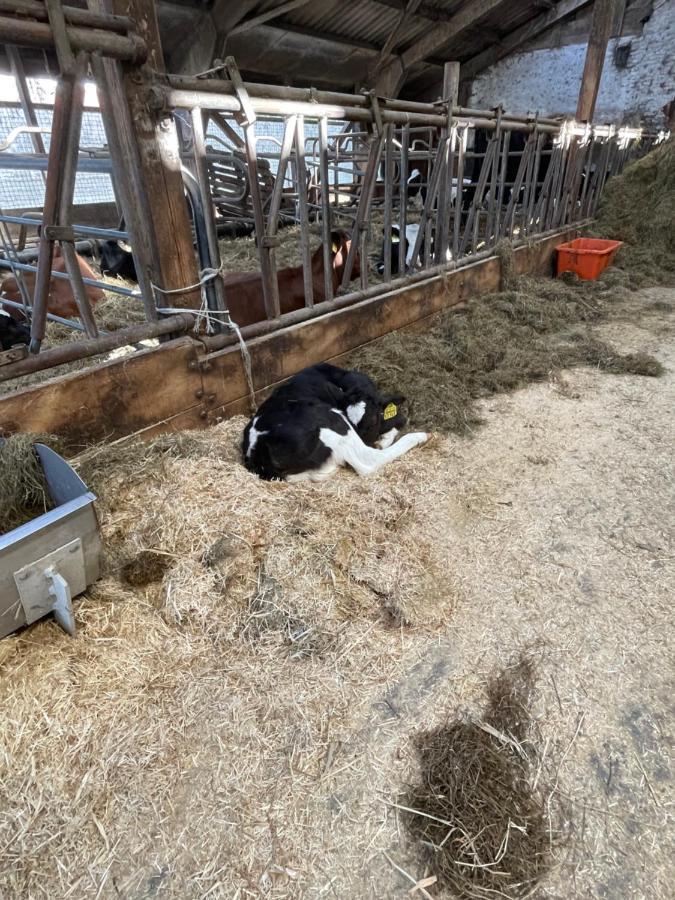 Schlafen Neben Den Kleinen Kalbchen Im Kalberiglu Bingum Buitenkant foto