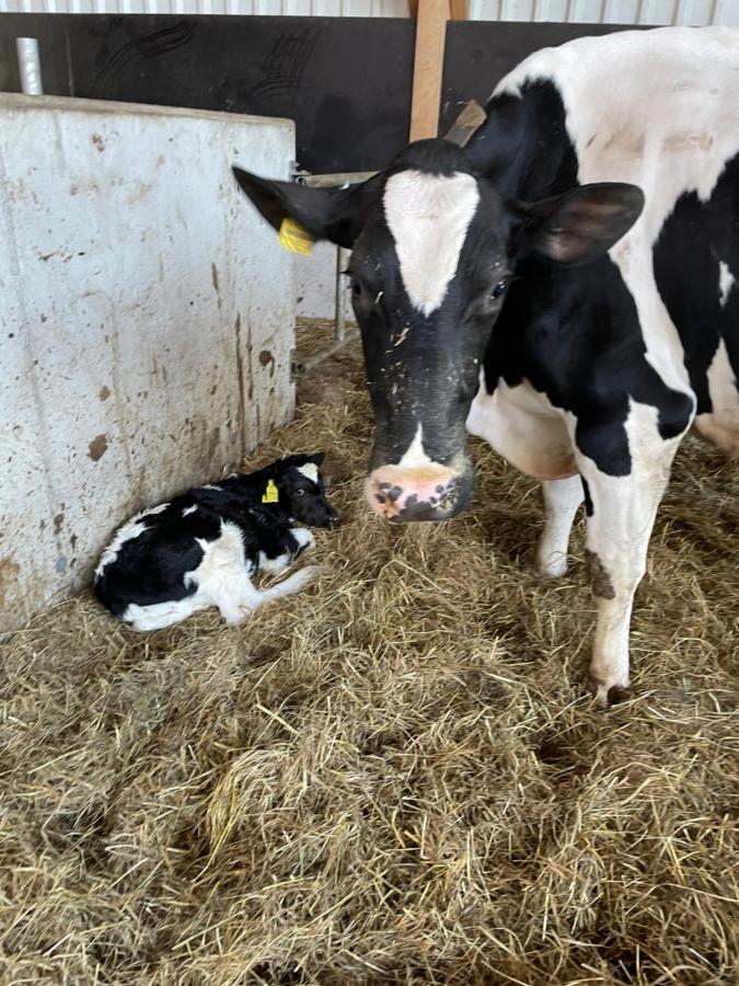 Schlafen Neben Den Kleinen Kalbchen Im Kalberiglu Bingum Buitenkant foto