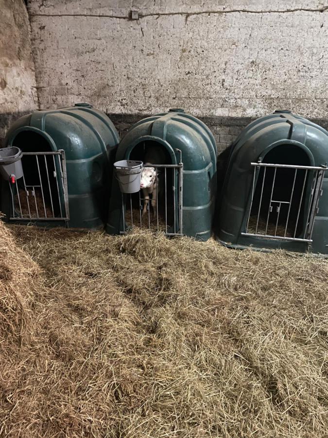 Schlafen Neben Den Kleinen Kalbchen Im Kalberiglu Bingum Buitenkant foto