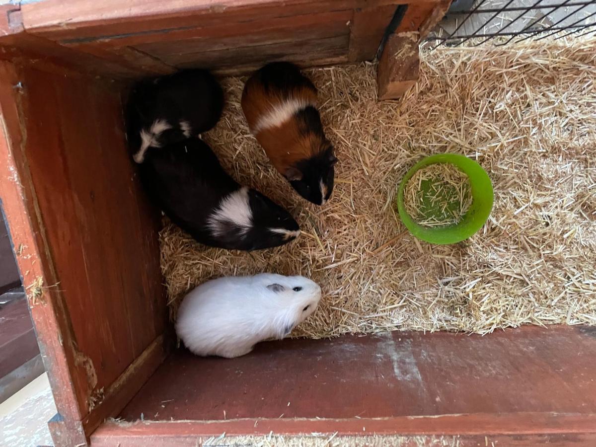 Schlafen Neben Den Kleinen Kalbchen Im Kalberiglu Bingum Buitenkant foto